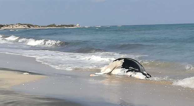 Orrore in spiaggia: una mucca morta sul bagnasciuga