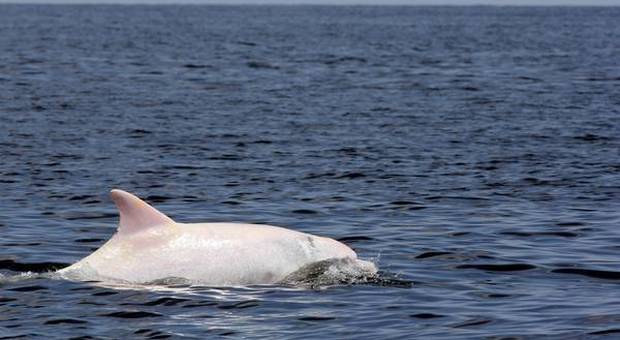 Rari esemplari di delfini albini avvistati da alcuni pescatori tailandesi - VIDEO