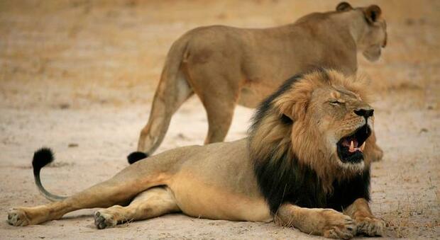 Allarme Wwf per il leone: solo 20mila esemplari al mondo in natura