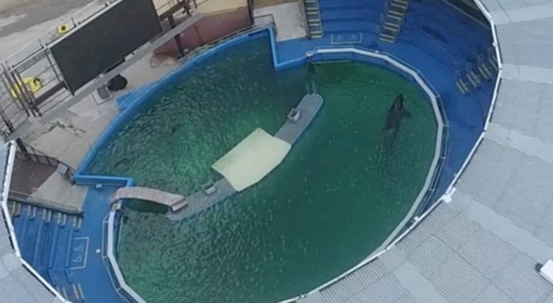 Lolita, l'orca più sola del mondo, compie 50 anni in prigionia