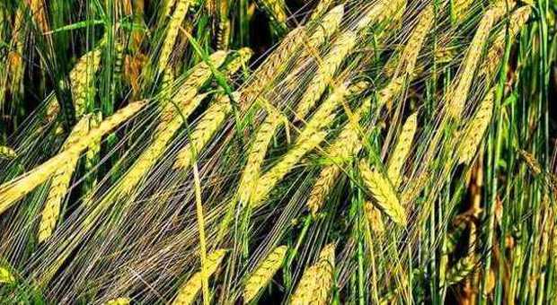 Tutti i segreti del grano, pianta che cambiò la storia dell’uomo