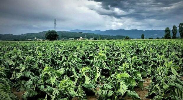 immagine Benevento, allarme foraggi e cereali dopo l’incubo piogge nel Sannio: «Un altro dramma»