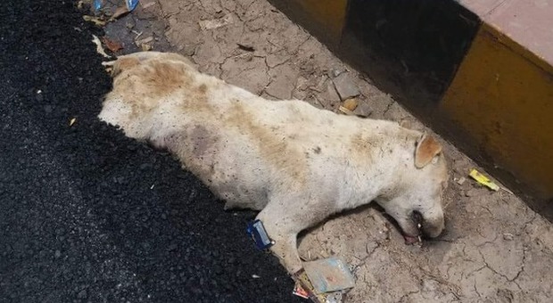 Orrore in India, cane sepolto vivo dagli operai
