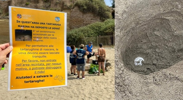 Anzio sorpresa in spiaggia, la tartaruga marina ha fatto un nido: attesi dagli 80 ai 100 piccoli