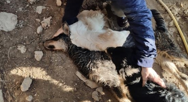Cani murati vivi in un casolare per 2 settimane: salvati da un pastore che sente i loro lamenti