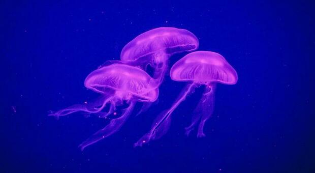 Medusa luminosa, allarme in Salento: "invasione" sulla costa dello Ionio. Cosa sta succedendo