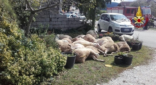 Si ribalta il rimorchio di un camion di trasporto di pecore: morti 23 animali