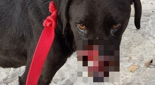 Peppino, il cane vittima della crudeltà di ignoti. Foto pubblicata da APAC (Associazione Protezione Animali Campobasso)