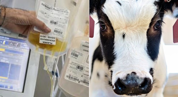 Coronavirus e plasma, una possibile cura dagli anticorpi prodotti dalle mucche?