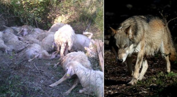 Urbino, allarme lupi: sabato sbranate decine di pecore, in pericolo fattorie e agriturismi