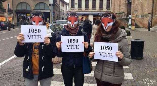 «Massacrano cuccioli di volpi» Protesta a Treviso