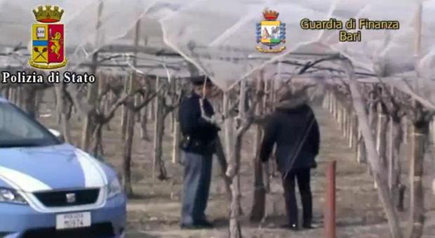 Bracciante morta di fatica nei campi ad Andria, sei arresti