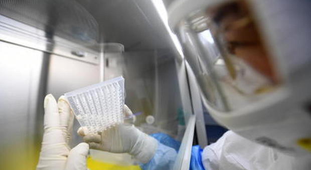 Coronavirus, nel laboratorio di Wuhan tre ceppi vivi ricavati da pipistrello: «Ma nessuno è Covid-19»