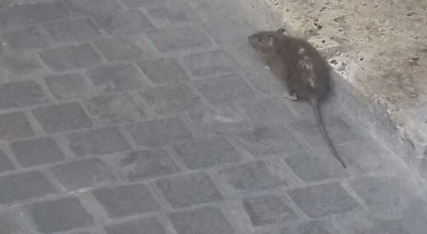 Ascoli, ritorna l'allarme per i topi: «Le trappole non funzionano più»