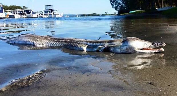 La mostruosa creatura trovata sulla spiaggia: "Tra il delfino e il coccodrillo, che cos'è?"