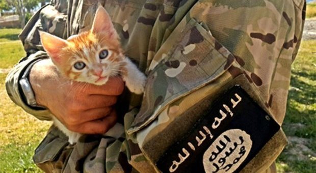 Isis, i jihadisti si preparano allo sterminio dei gatti: una fatwa vieta di tenerli in casa