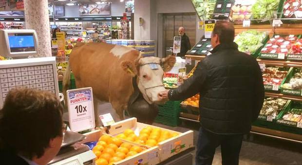 Svizzera, mucca in fuga finisce dentro un supermercato