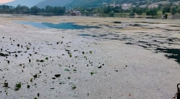 Le alghe stanno soffocando i laghi di Santa Maria e di Lago
