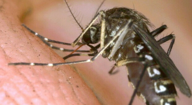 La zanzara coreana che resiste al freddo: ora è anche in Italia. «Punge anche in inverno»