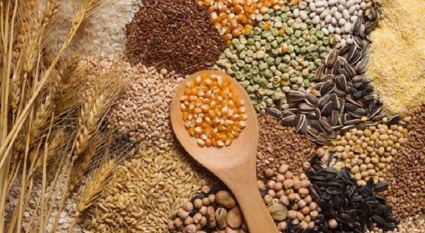 A Poggio Mirteto la conferenza “L’importanza dei cereali nella buona alimentazione. I cereali del futuro”