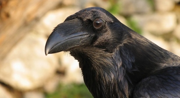 ​Il corvo imperiale Gustavo animerà un'Halloween immersa nella natura