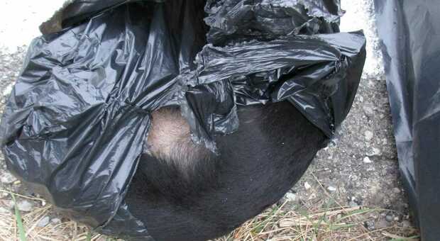 Il sacco con la cagnolina morta trovato a Portogruaro
