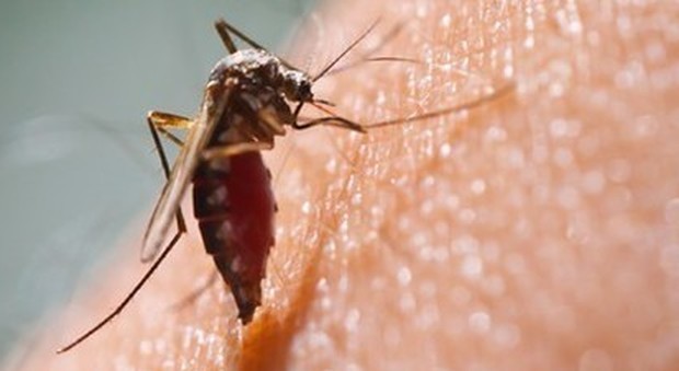 Allarme Chikungunya, il Campidoglio: «In campo tutti gli interventi necessari»