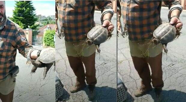 la tartaruga azzannatrice catturata
