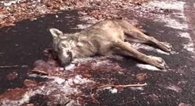 Il lupo ritrovato sul monte Partenio, in Irpinia. Foto pubblicata da TeleNostra e PrimaTv