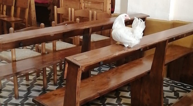 Una gallina in chiesa. Sarebbe sfuggita alla "cena" di una volpe