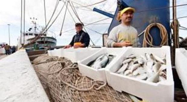 I pescatori del porto contestano le regole europee sull'etichettatura