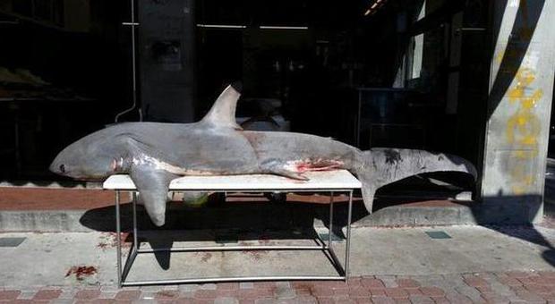 Salerno, vendevano carne di squalo ​in pescheria: fioccano due denunce