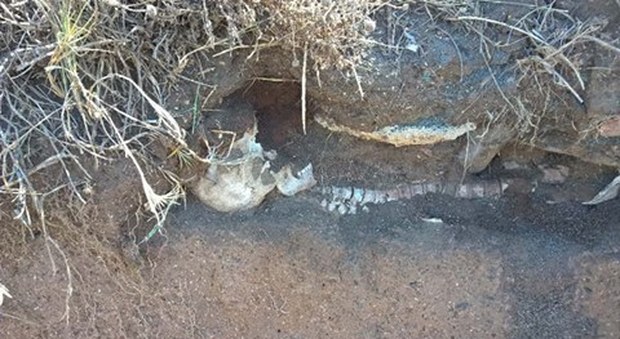 Ladispoli, sparita la mandibola dello scheletro emerso dalla spiaggia: rubata come souvenir
