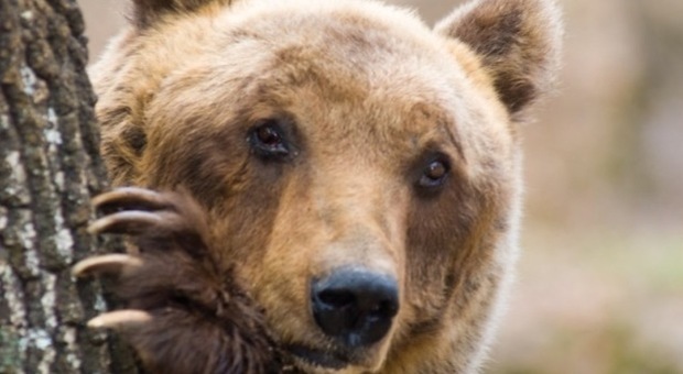 L'orso esce dai cespugli ma il bimbo non perde la calma: è salvo