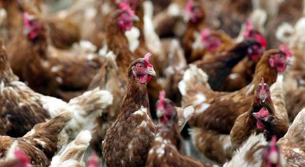 Due milioni di galline verranno sacrificate per mancanza di dipendenti