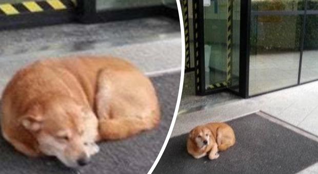 Il padrone è in ospedale, il cane Leo lo aspetta per giorni davanti all'ingresso