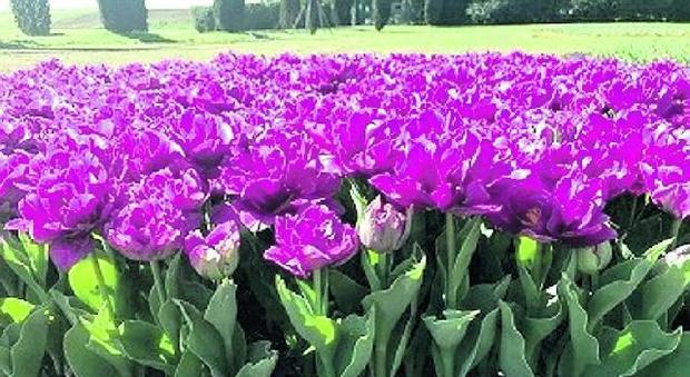 Valentina Venturi Una fioritura precoce, quella del Roma Flowers Park, che inaugura