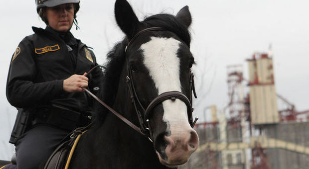 Murphy, il cavallo-poliziotto di Portland che mette al muro i criminali