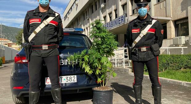La pianta di marijuana sequestrata