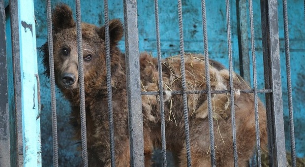 Oligarca apre uno zoo ma poi si stufa: animali abbandonati in gabbia