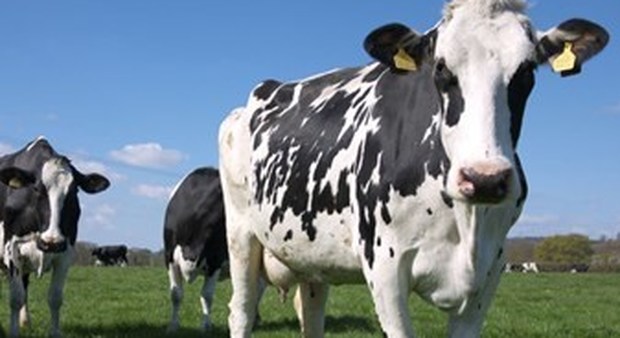 Chiudono gli allevamenti di mucche da latte in Veneto