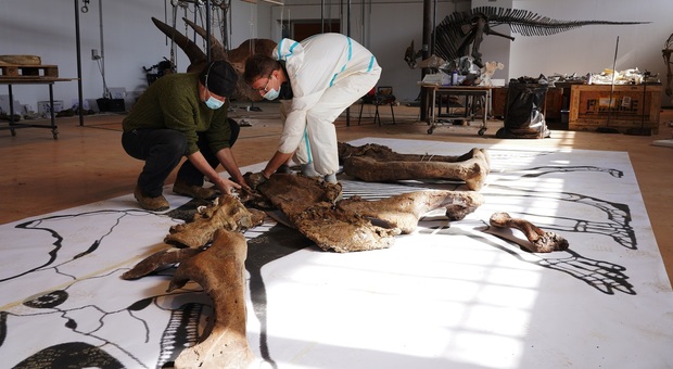 Ultimi preparativi sui resti di Big John, l'enorme triceratopo