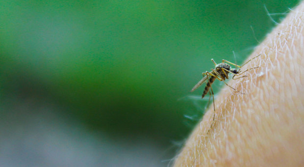 Zanzare, virus killer in Florida: «Danni gravi al cervello». Peggiore della febbre del Nilo