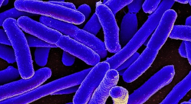 Superbatteri resistenti agli antibiotici, l'infezione che minaccia di uccidere 10 milioni di persone all'anno entro il 2050
