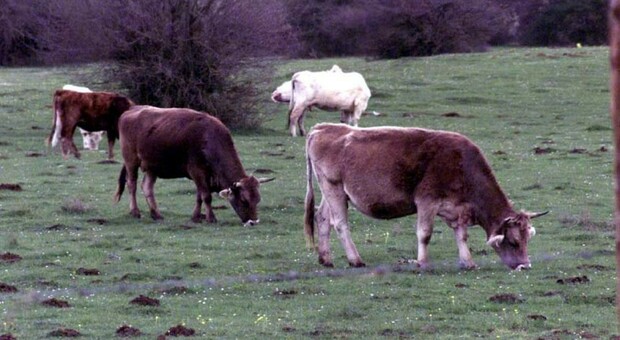 Spara alle mucche nel campo: forse una vendetta per il pascolo abusivo