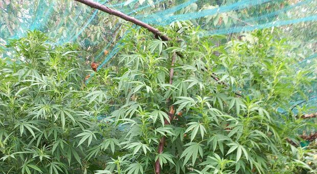 Le piante di marijuana