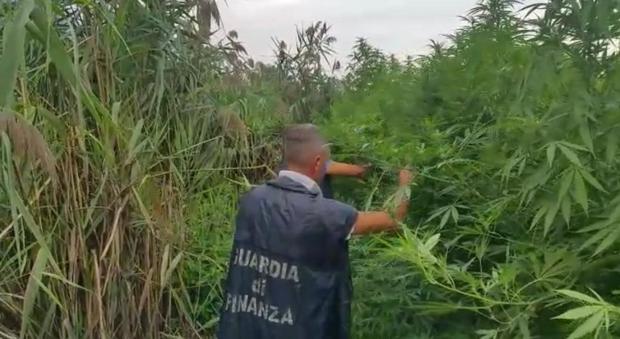 Nola, sequestrata piantagione di cannabis del valore di 260mila euro