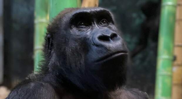 Uno dei giovani gorilla del Lincoln Park Zoo di Chicago (immag diffusa su Fb dal Lincoln Park Zoo Chicago di Grant Guimond)
