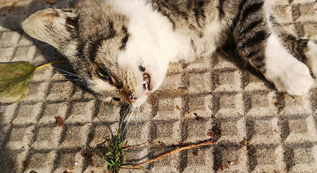 Battipaglia, fine dell'incubo: fermato il killer seriale dei gatti