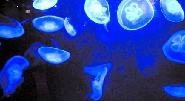 A Livorno piovono meduse blu Chiusa la terrazza del lungomare